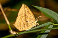 Common Butterfly-Moth Tetragonus catamitus