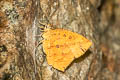 Common Butterfly-Moth Tetragonus catamitus