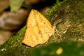 Common Butterfly-Moth Tetragonus catamitus
