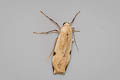 Teulisna sp.