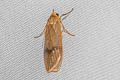 Teuloma montanebula 