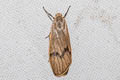 Teuloma montanebula 