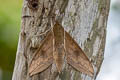 Boisduval's Hawkmoth Theretra boisduvalii