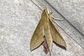 Boisduval's Hawkmoth Theretra boisduvalii