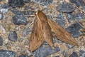 Boisduval's Hawkmoth Theretra boisduvalii