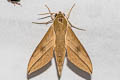 Common Hunter Hawkmoth Theretra clotho 