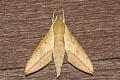 Common Hunter Hawkmoth Theretra clotho 