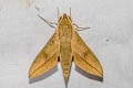 Common Hunter Hawkmoth Theretra clotho 
