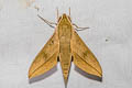 Common Hunter Hawkmoth Theretra clotho 