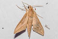 Lucas's Hawkmoth Theretra lucasii 