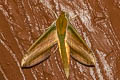 Yam Hawkmoth Theretra nessus