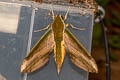 Yam Hawkmoth Theretra nessus