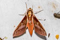 Theretra pallicosta