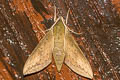 Theretra sumatrensis