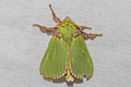 Thespea albipuncta