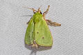 Green Rice Moth Thespea bicolor