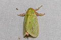 Green Rice Moth Thespea bicolor