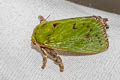 Green Rice Moth Thespea bicolor