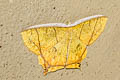 Thinopteryx citrina