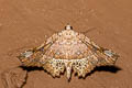 Throana amyntoralis
