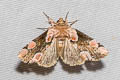 Peach Blosom Moth Thyatira batis