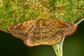 Thyrididae sp.