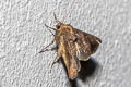 Thysanoplusia reticulata