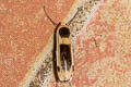 Thysanoptyx tetragona