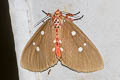 Tinolius eburneigutta