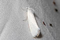 White Rush Moth Tipanaea patulella