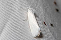 White Rush Moth Tipanaea patulella