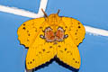Rose Myrtle Lappet Moth Trabala vishnou