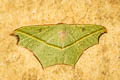 Cross-line Wave Moth Traminda aventiaria