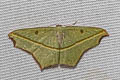 Cross-line Wave Moth Traminda aventiaria