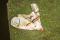 Jasmin Budworm Moth Trichophysetis duplifascialis
