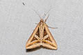 Triangles Trigonodes hyppasia