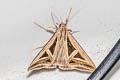 Triangles Trigonodes hyppasia