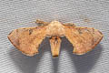 Greenish Silk Moth Trilocha varians