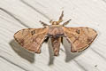 Greenish Silk Moth Trilocha varians