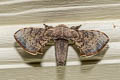 Greenish Silk Moth Trilocha varians