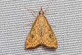 Rusty Dot Pearl Udea ferrugalis