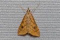 Rusty Dot Pearl Udea ferrugalis