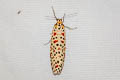 Crotalaria Moth Utetheisa lotrix