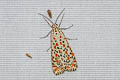 Heliotrope Moth Utetheisa pulchelloides