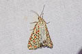 Heliotrope Moth Utetheisa pulchelloides
