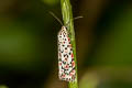 Heliotrope Moth Utetheisa pulchelloides