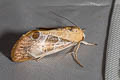 Westermannia superba