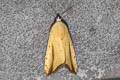 Xanthodes intersepta