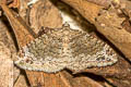 Xanthorhoe saturata