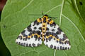 Common Magpie Moth Abraxas grossulariata
